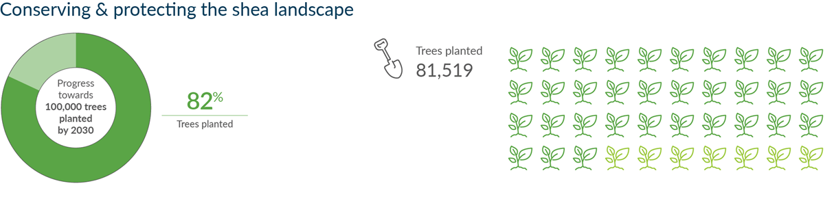 2023年第三季度种植的乳木果树